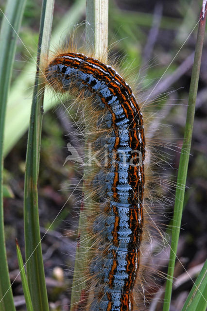 Heideringelrups (Malacosoma castrensis)