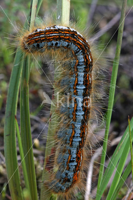 Heideringelrups (Malacosoma castrensis)