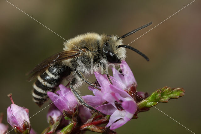 Heidezijdebij (Colletes succinctus)