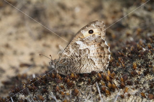 Heivlinder (Hipparchia semele)