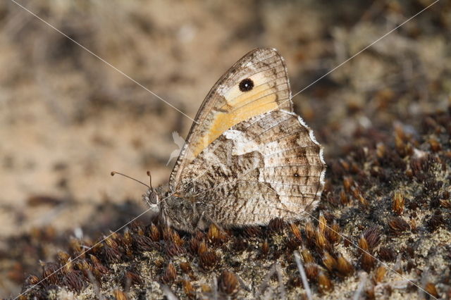 Heivlinder (Hipparchia semele)