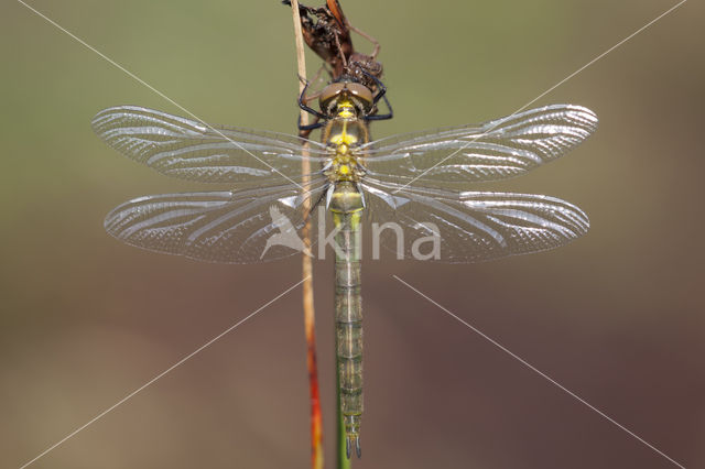 Hoogveenglanslibel (Somatochlora arctica)