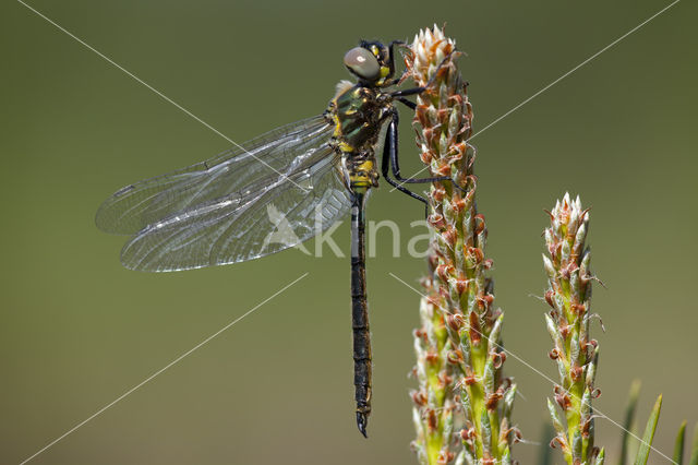 Hoogveenglanslibel (Somatochlora arctica)