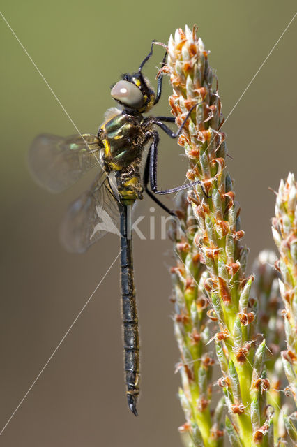 Hoogveenglanslibel (Somatochlora arctica)