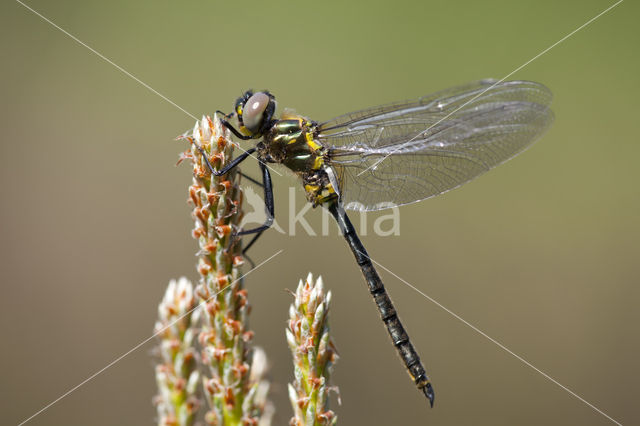 Hoogveenglanslibel (Somatochlora arctica)