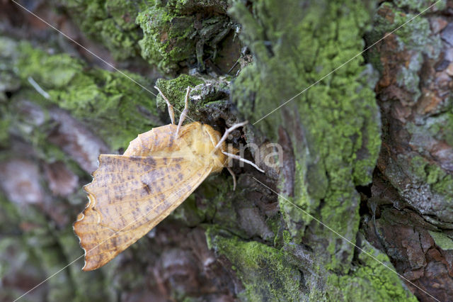 Iepentakvlinder (Ennomos autumnaria)