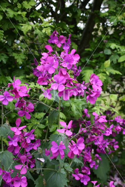 Judaspenning (Lunaria annua)