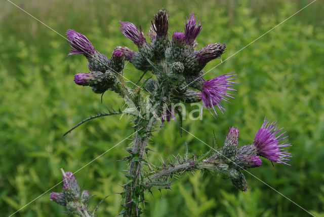 Marsh Thistle (Cirsium palustre)