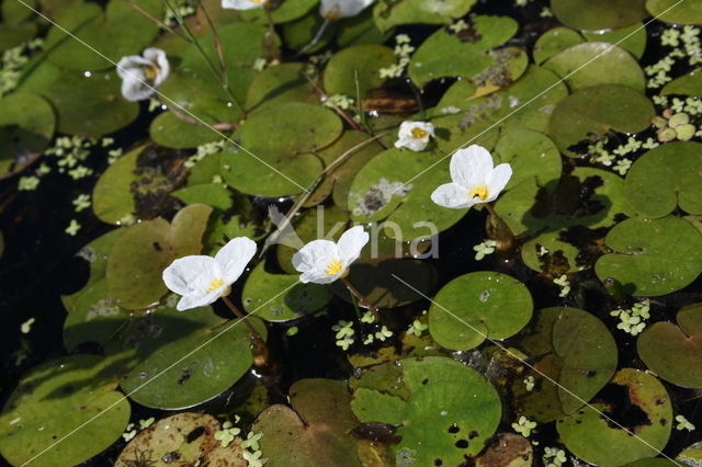 Frogbit (Hydrocharis morsus-ranae)