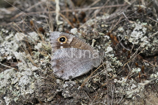 Kleine heivlinder (Hipparchia statilinus)