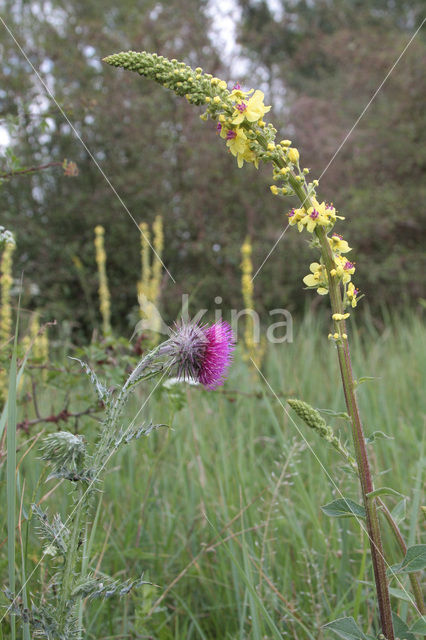 Knikkende distel (Carduus nutans)