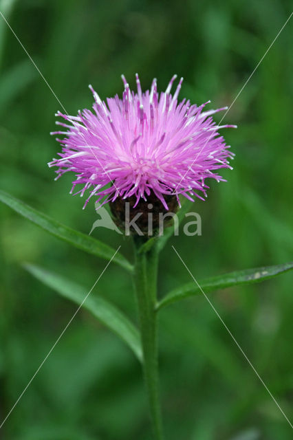 Knoopkruid (Centaurea jacea)