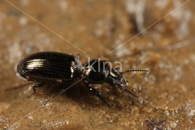 Langkielgravertje (Dyschirius tristis)