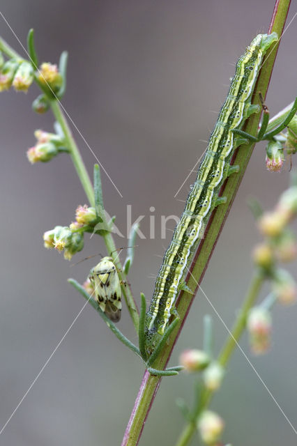 Lichte daguil (Heliothis viriplaca)