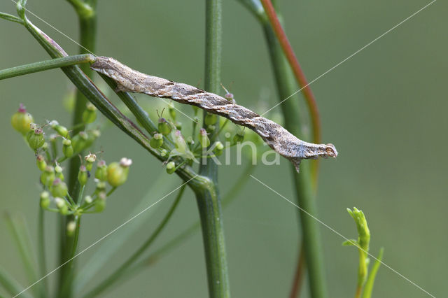 Lieveling (Timandra comae)