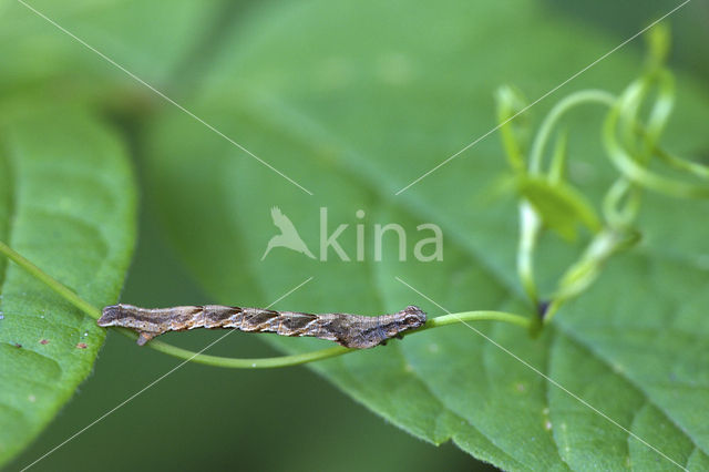 Lieveling (Timandra comae)