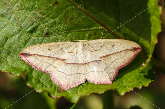 Lieveling (Calothysanis amata)