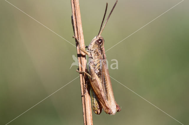 Locomotiefje (Chorthippus apricarius)