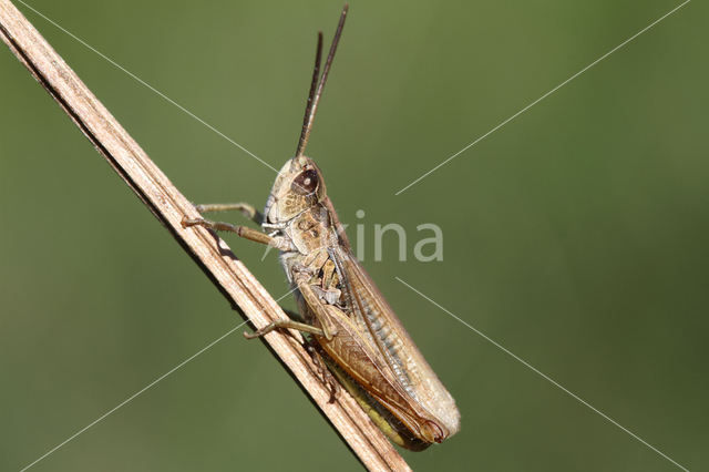 Locomotiefje (Chorthippus apricarius)