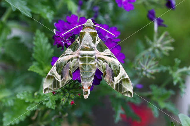 Oleanderpijlstaart (Daphnis nerii)