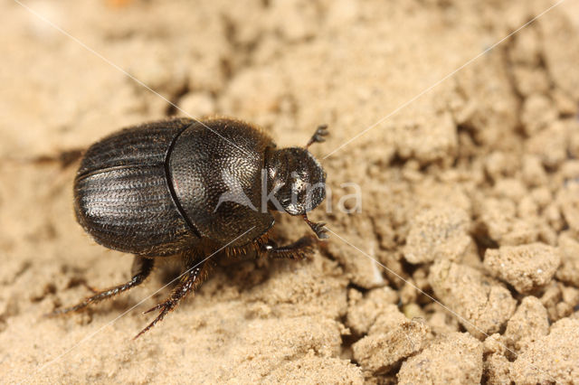 Onthophagus joannae