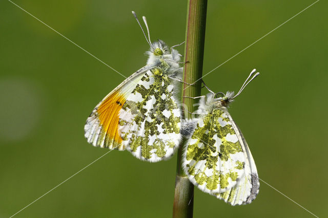 Oranjetipje (Anthocharis cardamines)