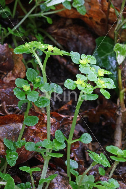 Paarbladig goudveil (Chrysosplenium oppositifolium)