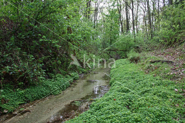 Paarbladig goudveil (Chrysosplenium oppositifolium)