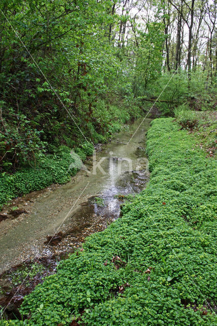 Paarbladig goudveil (Chrysosplenium oppositifolium)