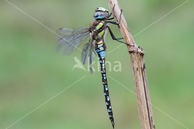 Paardenbijter (Aeshna mixta)