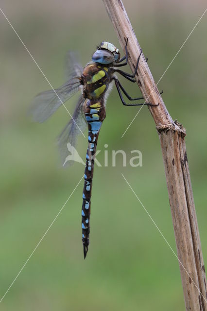 Paardenbijter (Aeshna mixta)