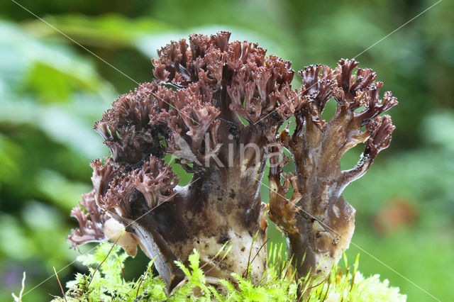 Paarsbruine koraalzwam (Ramaria fennica)