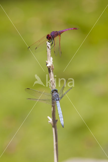 Purperlibel (Trithemis annulata)