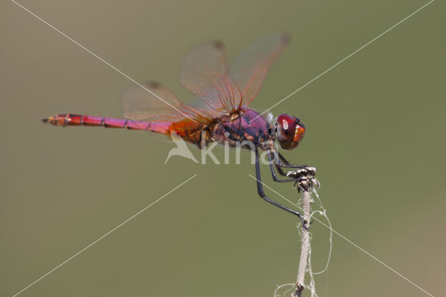 Purperlibel (Trithemis annulata)