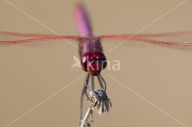 Violet-marked Darter (Trithemis annulata)