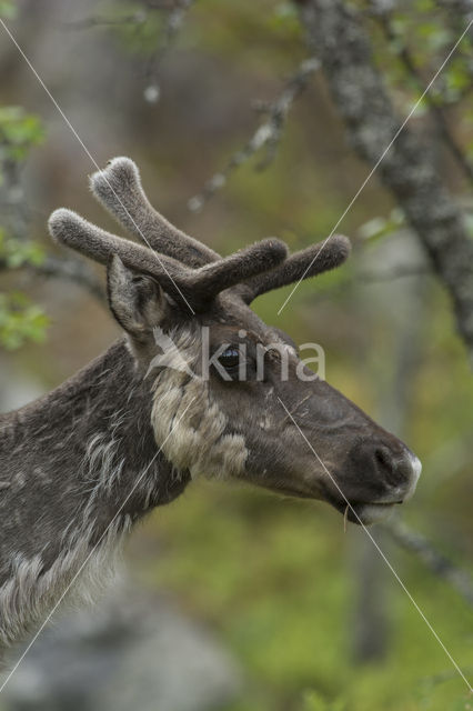 Rendier (Rangifer tarandus)