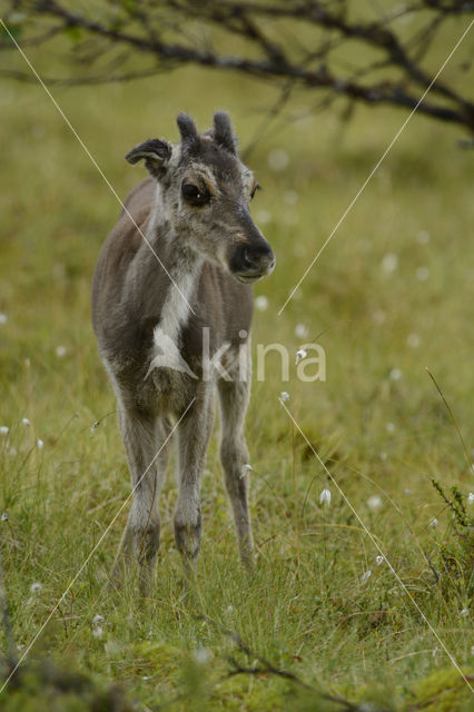 Rendier (Rangifer tarandus)