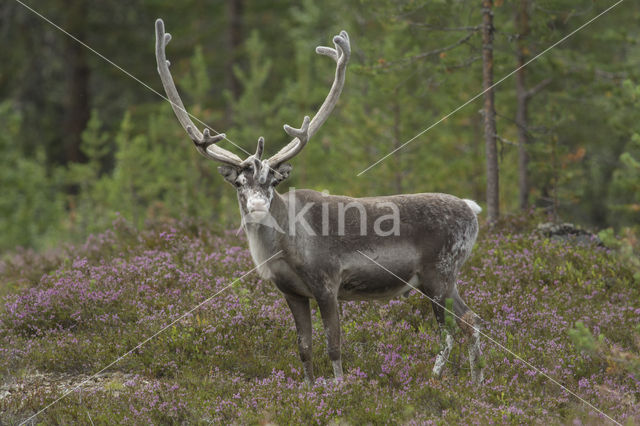 Rendier (Rangifer tarandus)