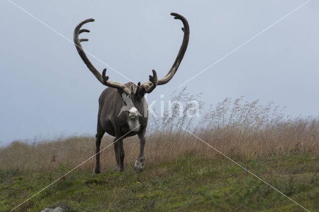 Reindeer