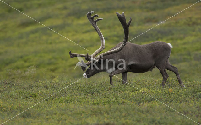 Rendier (Rangifer tarandus)