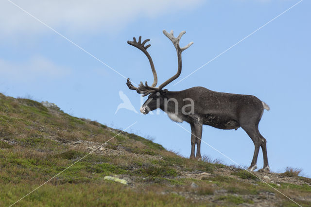 Rendier (Rangifer tarandus)