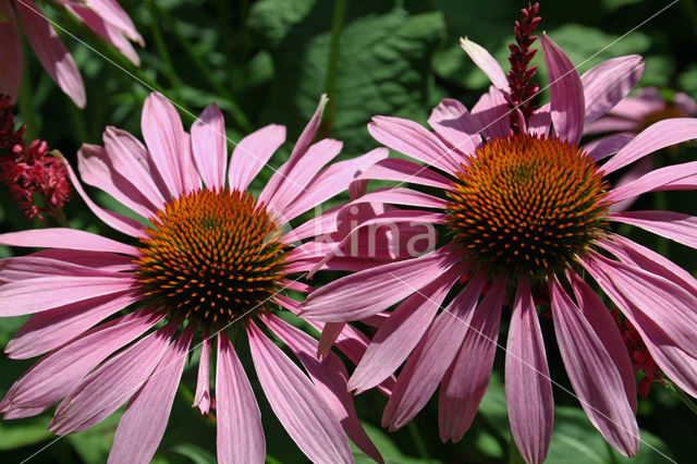 Rode zonnehoed (Echinacea purpurea)