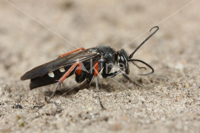 Red-legged Spider Wasp (Episyron rufipes)