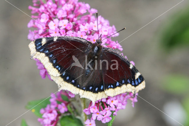 Rouwmantel (Nymphalis antiopa)