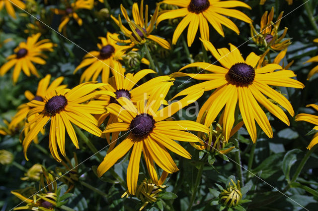 Rudbeckia (Rudbeckia)