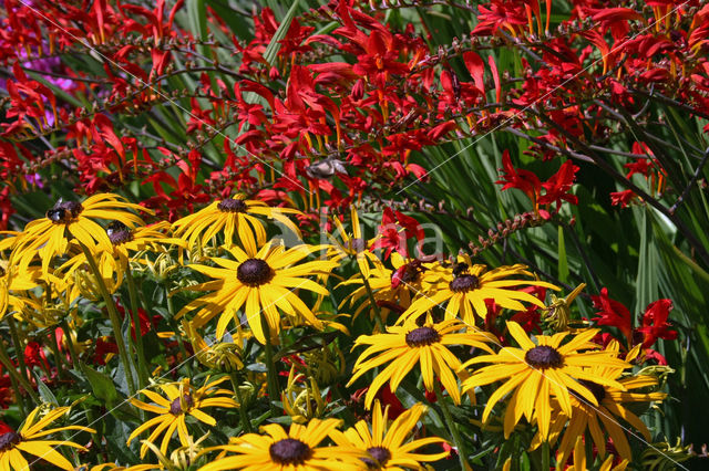 Rudbeckia (Rudbeckia)