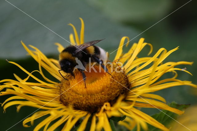 Rudbeckia (Rudbeckia)