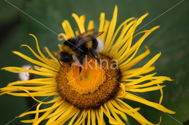 Rudbeckia (Rudbeckia)