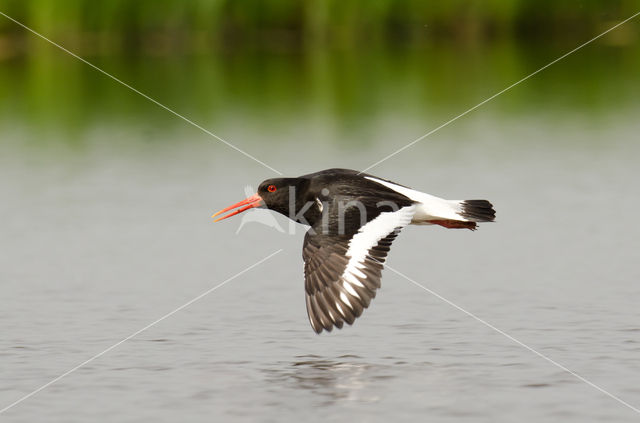 Oystercatcher (Haematopus ostralegus)