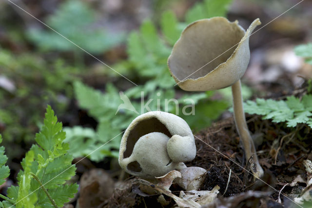 Schotelkluifzwam (Helvella macropus)